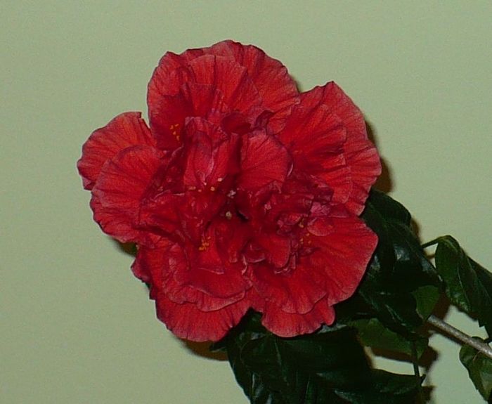 P1340961 - hibiscusi 2011