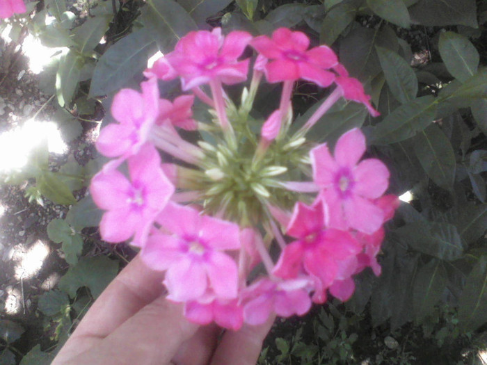 phlox - Florile mele