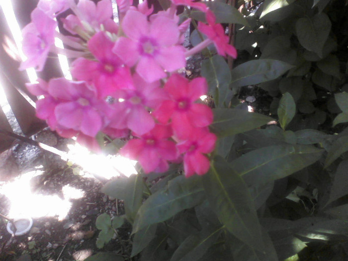 P20-07-11_13.25[2] - Florile mele