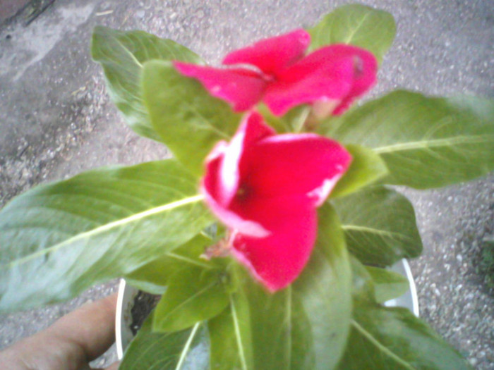 P22-07-11_20.12[1] - vinca sunstorm red