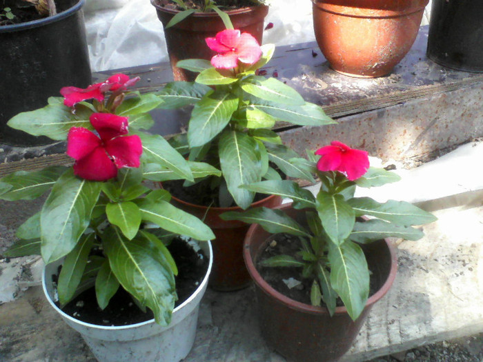 P26-07-11_15.49[1] - vinca sunstorm red