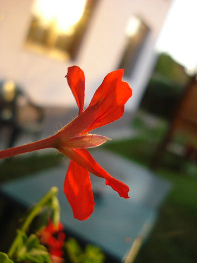 Mini Cascade Red (2011, July 19) - Ivy-geranium Mini Cascade Red