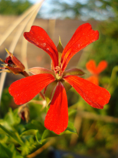 Mini Cascade Red (2011, July 19) - Ivy-geranium Mini Cascade Red