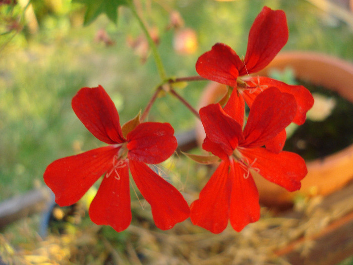 Mini Cascade Red (2011, July 19) - Ivy-geranium Mini Cascade Red