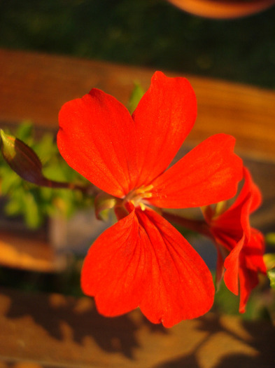 Mini Cascade Red (2011, July 19) - Ivy-geranium Mini Cascade Red