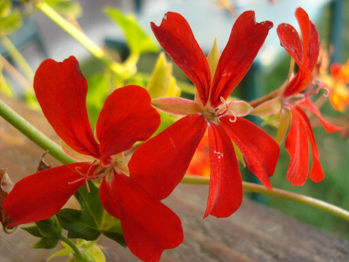 Mini Cascade Red (2011, July 19) - Ivy-geranium Mini Cascade Red