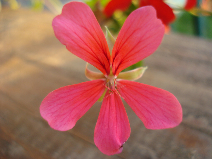 Mini Cascade Pink (2011, July 19) - Ivy-geranium Mini Cascade Pink