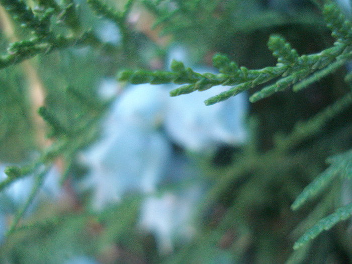 Thuja_Tuia (2011, July 19) - Thuja occidentalis_Arborvitae