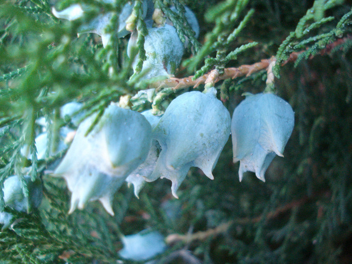 Thuja_Tuia (2011, July 19) - Thuja occidentalis_Arborvitae