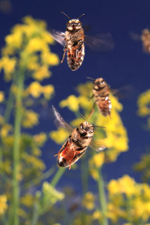 Bee-Hives-Honeybee04