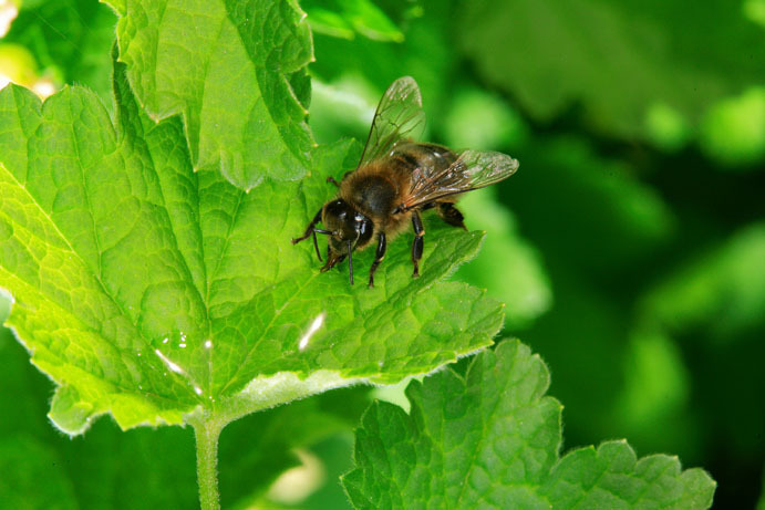 Bee-Hives-Honeybee06