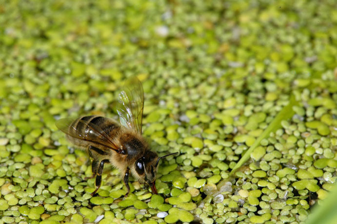 Bee-Hives-Honeybee11