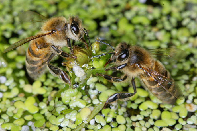 Bee-Hives-Honeybee12 - Poze cu albine