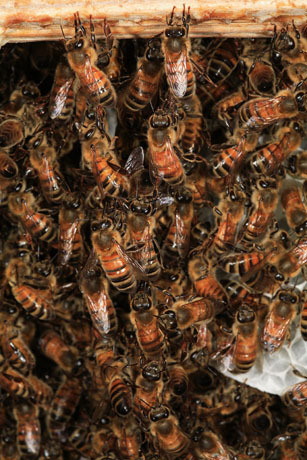 Bee-Hives-Honeybee20 - Poze cu albine