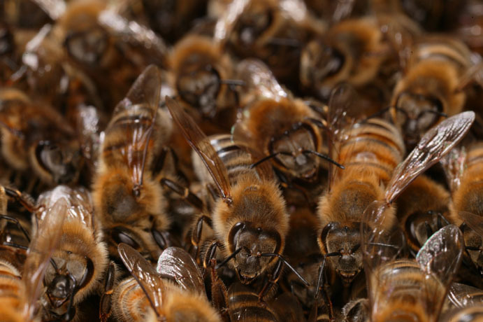 Bee-Hives-Honeybee37 - Poze cu albine