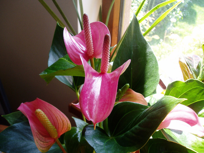 noua-nouta - flori 2011
