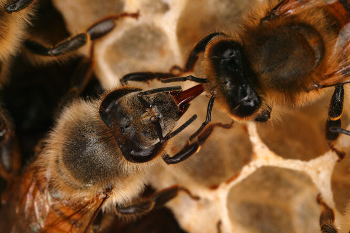 Bee-Hives-Honeybee07