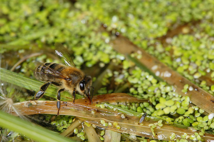 Bee-Hives-Honeybee10