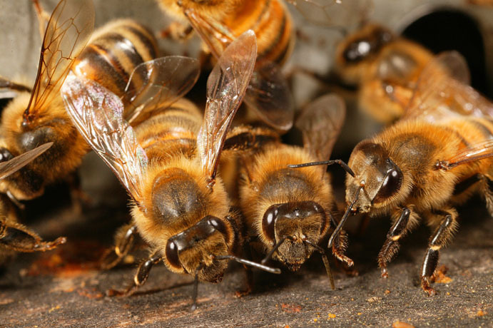 Bee-Hives-Honeybee21