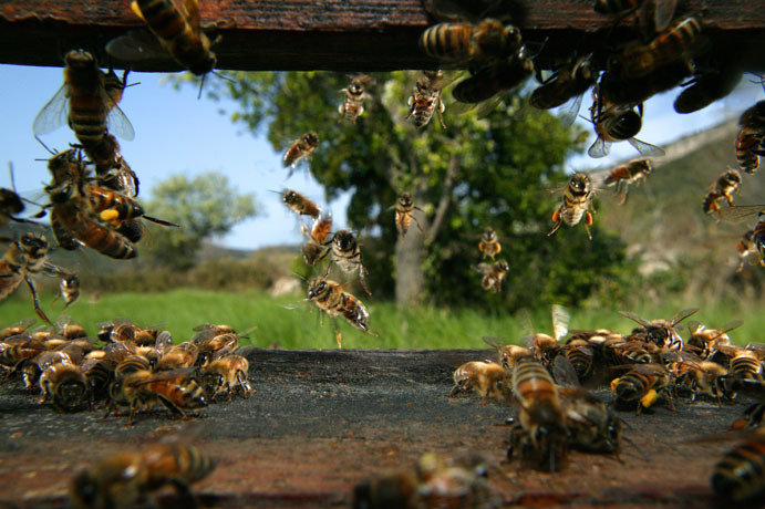 Bee-Hives-Honeybee50