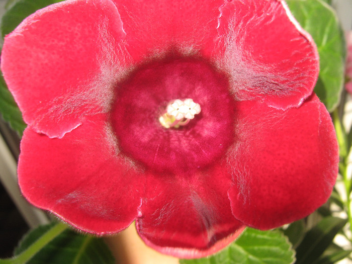  - gloxinia tigrina red simpla 2010  2011