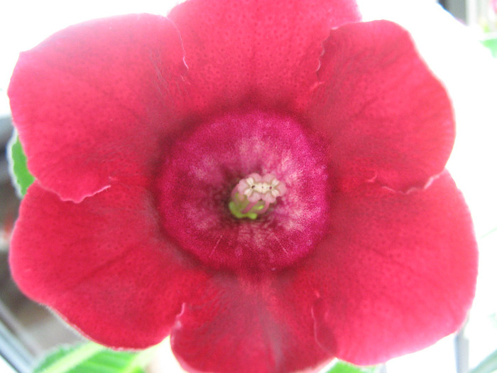  - gloxinia tigrina red simpla 2010  2011