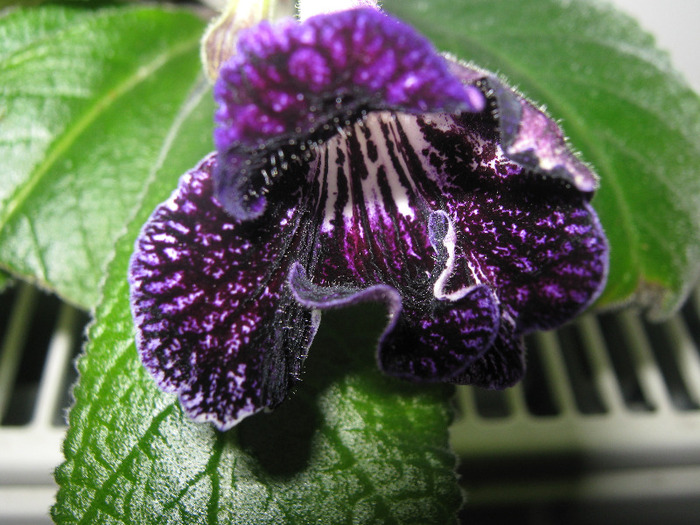  - streptocarpus Cherry Summer -Visniovoje Leto