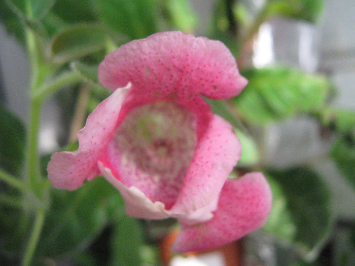  - gloxinia tigrina red simpla 2010  2011