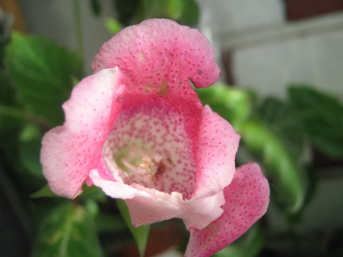  - gloxinia tigrina red simpla 2010  2011