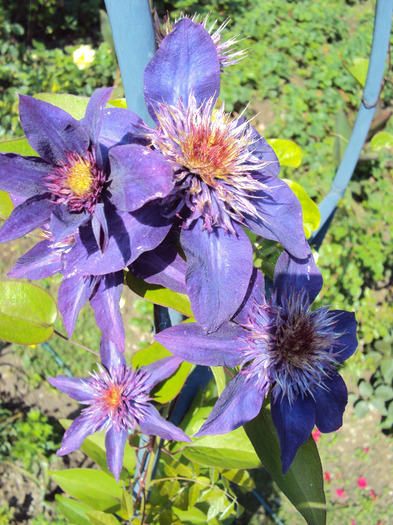 clematis multi blue - 1 Clematite 2014