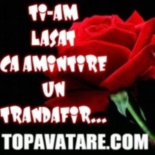 trandafir-avatar - 0avatare  cu  tExTe0