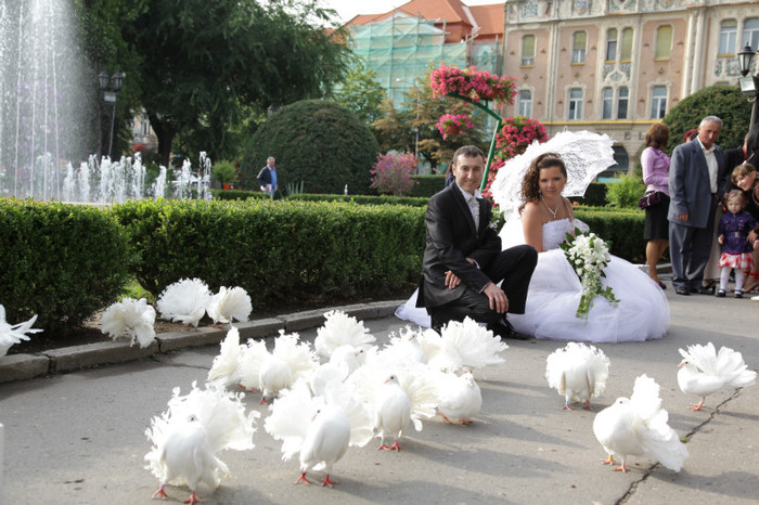  - Porumbei albi voltati pentru nunti SATU MARE