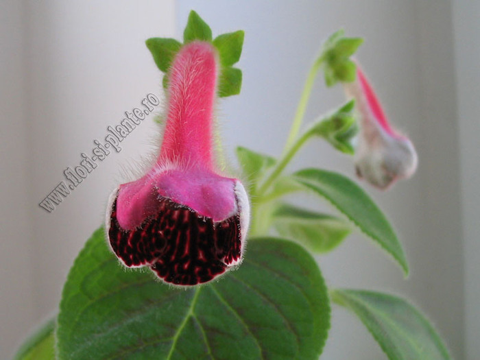 NEW - Kohleria Sofia 5; Imagine in premiera Cu K. Sofia
