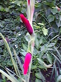 SP_A0137 - gladiolele mele