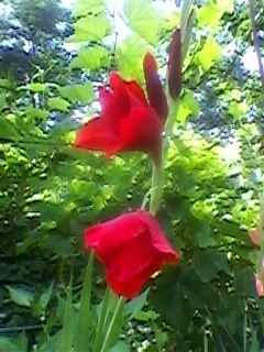 SP_A0139 - gladiolele mele