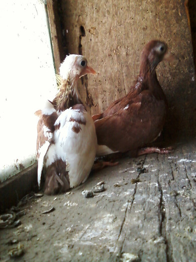 Fotografie-0020 - Pui 2011