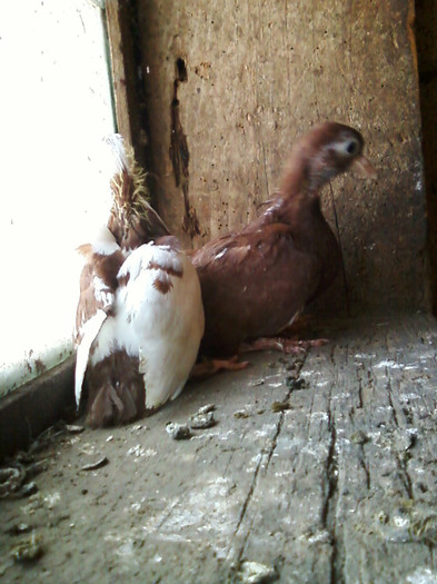 Fotografie-0021 - Pui 2011