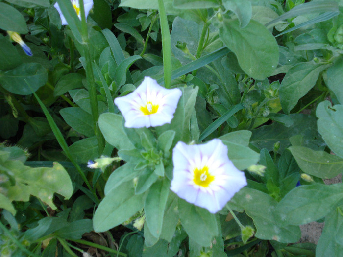 Convolvulus tricolor (2008, August) - ZORELE Pitice_Convolvulus