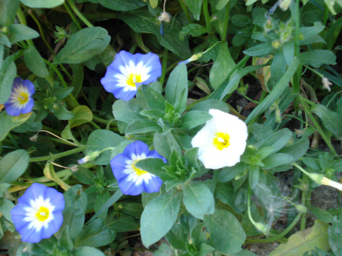 Dwarf Morning Glory (2008, August) - ZORELE Pitice_Convolvulus