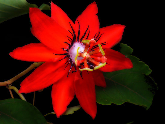 work.1807303.2.flat,550x550,075,f.pasiflora-coccinea-passion-flower