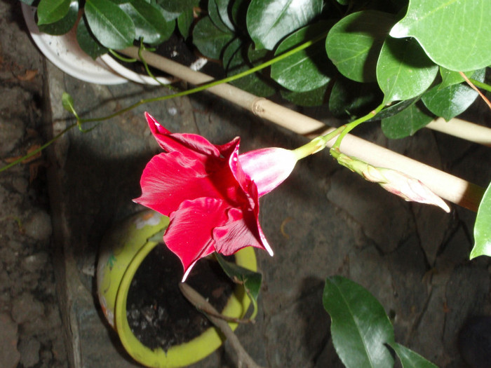 mandevilla sundavillae - flori frumoase