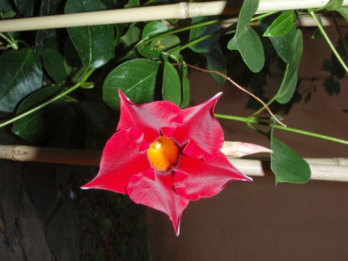 mandevilla (dipladenia) a inflorit! - flori frumoase