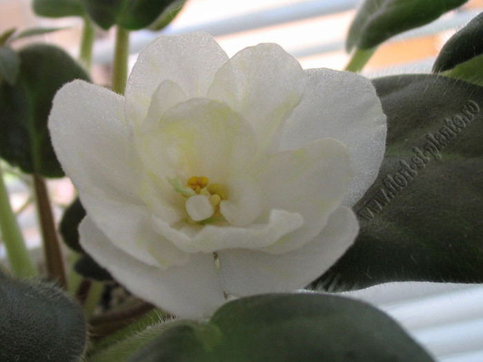 Saintpaulia Warm Sunshine 2