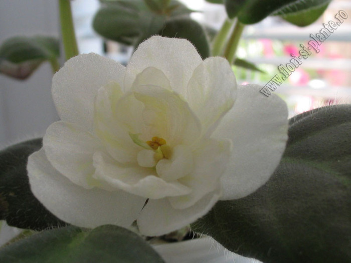 Saintpaulia Warm Sunshine 3