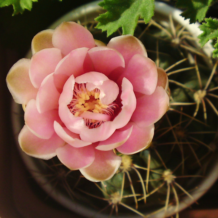 A doua floare - Cactusi infloriti