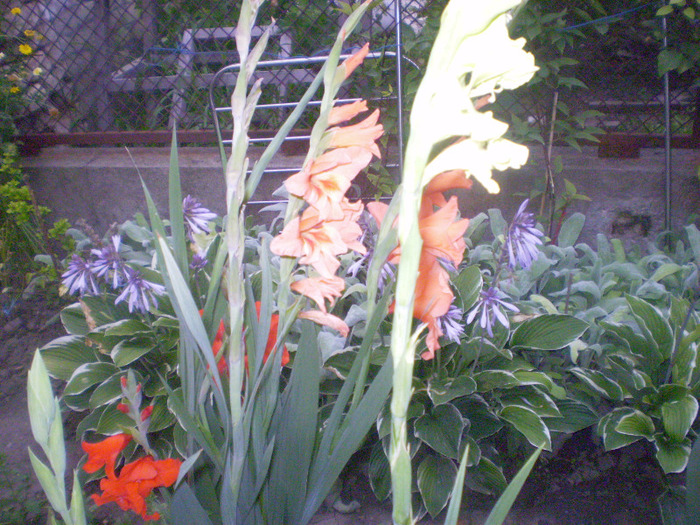 P7270127; gladiole
