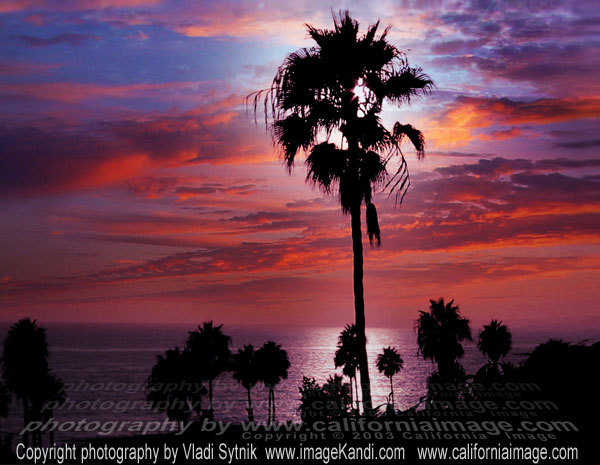 Palms-And-Skies-Pacific - Hollywood