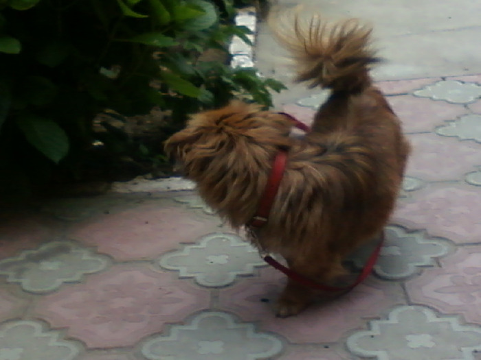 Fotografie-0156 - pechinez