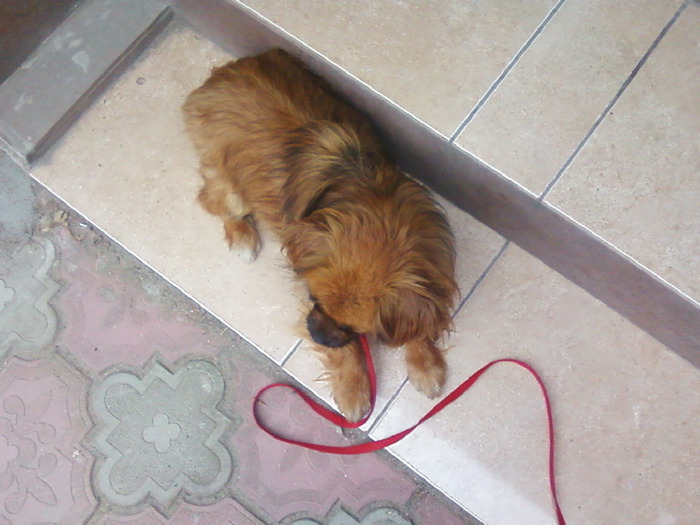 Frumoasa mea:X - pechinez