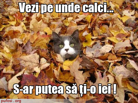 calci - FUNNY ANIMALS